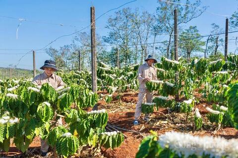 Gia Lai phát triển vùng nguyên liệu tỷ đô cho nông sản chủ lực
