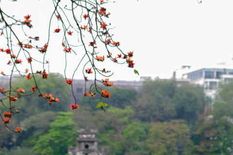 Hoa gạo tháng 3 'thắp lửa' một góc trời Hà Nội