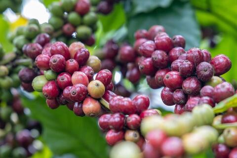 Giá cà phê chịu áp lực nguồn cung từ Brazil, khó giảm sâu