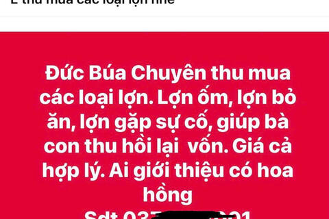 Công khai rao mua lợn bệnh giữa cao điểm dịch