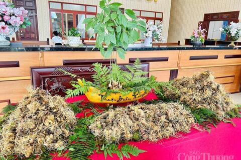 Hành trình nâng tầm 'quốc bảo sâm Việt' sắp khởi động tại Gia Lai