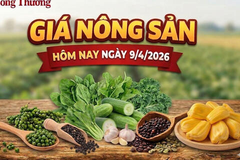Giá nông sản hôm nay 9/4: Giá tiêu xuất khẩu tăng; mít thái biến động mạnh