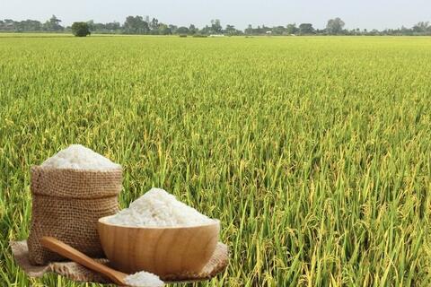 Giá lúa gạo hôm nay ngày 13/4: Gạo nguyên liệu xuất khẩu giảm