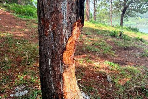 Báo động nạn đẽo cây thông, xả rác tại khu vực hồ Tuyền Lâm Đà Lạt