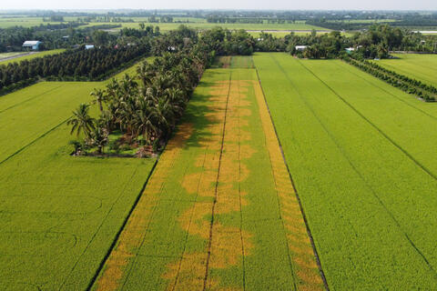 Hơn 2,1ha lúa cháy lá bất thường tại Đồng Tháp, nghi hủy hoại tài sản