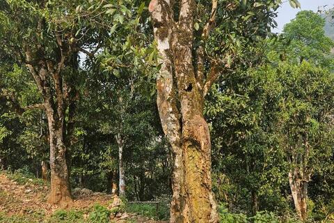 Dưới gốc chè 300 năm tuổi, nghe kể chuyện làm thương hiệu