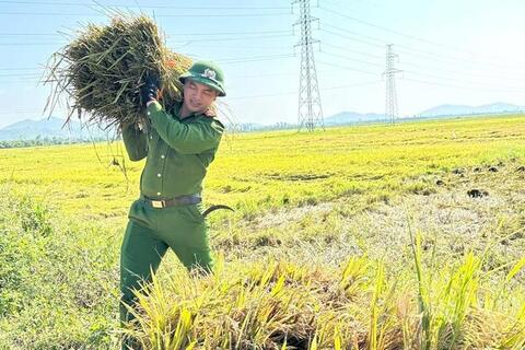 Hà Tĩnh: Huy động các lực lượng giúp người dân gặt lúa sau dông lốc