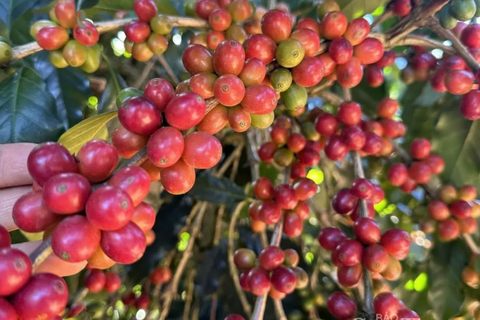Giá cà phê thế giới tiếp tục giảm