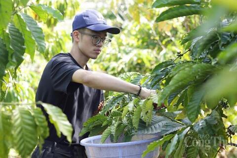 Giá cà phê hôm nay 10/6/2026: Giảm 700 đồng/kg