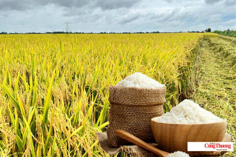 Giá lúa gạo hôm nay ngày 10/7/2026: Gạo Đài Thơm tăng 500 đồng/kg
