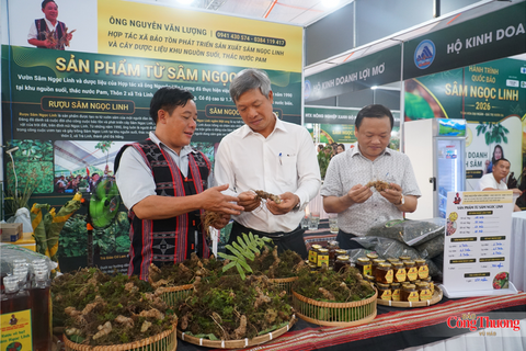 Sâm Ngọc Linh xuống phố: Kênh kết nối tiền tỷ