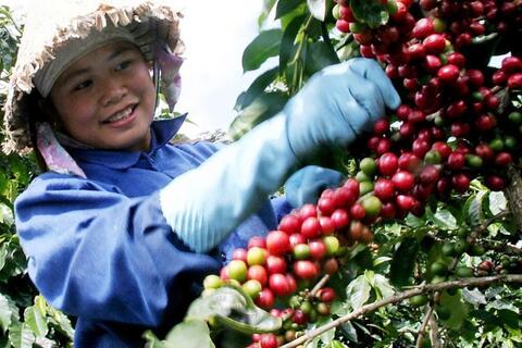 Bản tin nông sản hôm nay (30-7): Giá cà phê và hồ tiêu tiếp tục tăng mạnh