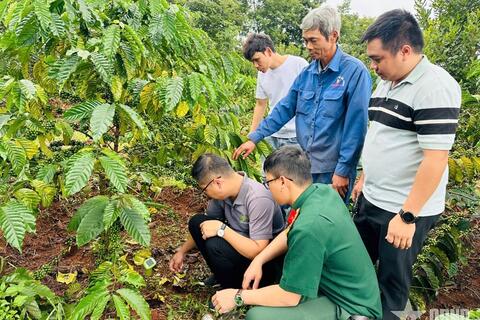 Đoàn Kinh tế - Quốc phòng 726 phối hợp tập huấn kỹ thuật chăm sóc vườn cây cho người lao động