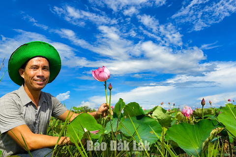 Trồng sen, hướng phát triển kinh tế mới ở vùng biên Ea Bung