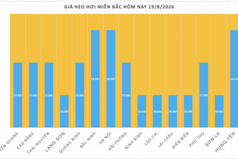 Giá heo hơi hôm nay 19/8/2026: Đảo chiều, tăng 1.000 đồng/kg