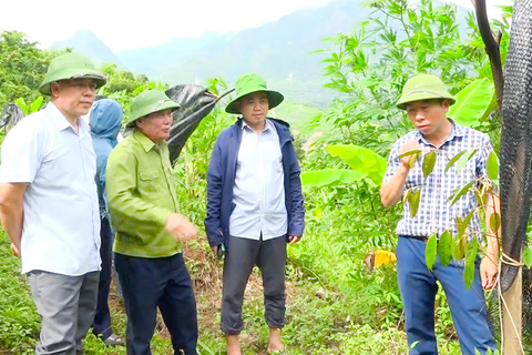Sơn La: Giảm nghèo bền vững từ cây ăn quả