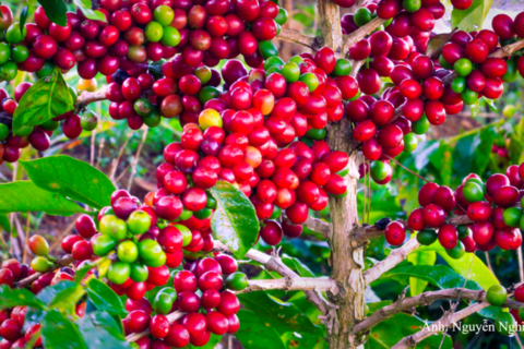 Sơn La tổ chức hội nghị kết nối giao thương cà phê Arabica 2026