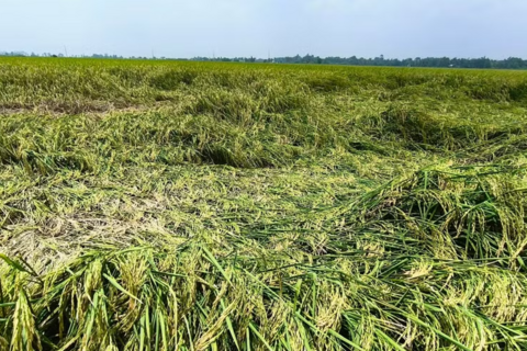 Gần 7.000ha lúa Hè Thu ở Cà Mau bị ảnh hưởng do mưa lớn kéo dài