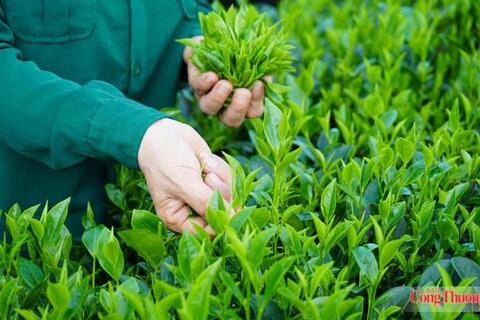 Chủ động đáp ứng chuẩn EU, mở rộng dư địa xuất khẩu nông sản nhờ EVFTA