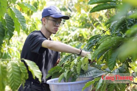 Giá cà phê hôm nay 12/10/2026: Lặng sóng phiên đầu tuần