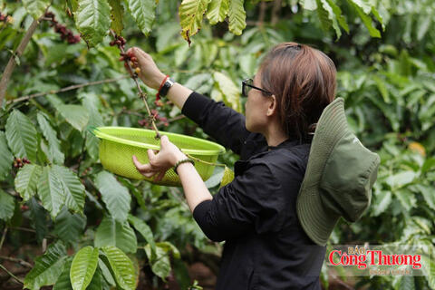 Giá cà phê hôm nay 21/10/2026: Đảo chiều, sụt giảm 2.000 đồng/kg