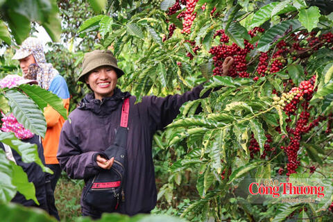 Giá cà phê hôm nay 30/10/2026: Tạm chững, dưới mốc 89.000 đồng/kg