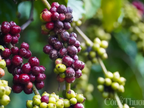 Giá cà phê thế giới tiếp đà tăng trước áp lực đứt gãy chuỗi cung ứng