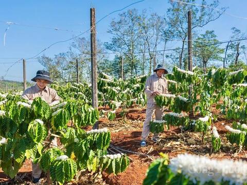 Gia Lai phát triển vùng nguyên liệu tỷ đô cho nông sản chủ lực