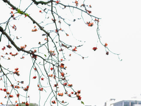 Hoa gạo tháng 3 'thắp lửa' một góc trời Hà Nội