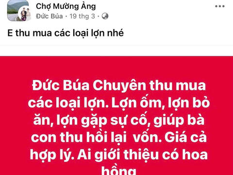 Công khai rao mua lợn bệnh giữa cao điểm dịch