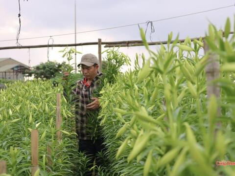 Thị trường hoa loa kèn Hà Nội bắt đầu sôi động