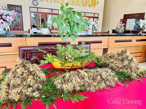 Hành trình nâng tầm 'quốc bảo sâm Việt' sắp khởi động tại Gia Lai