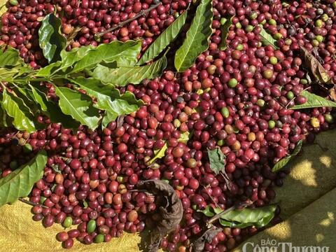 Giá cà phê thế giới giảm mạnh liên tiếp