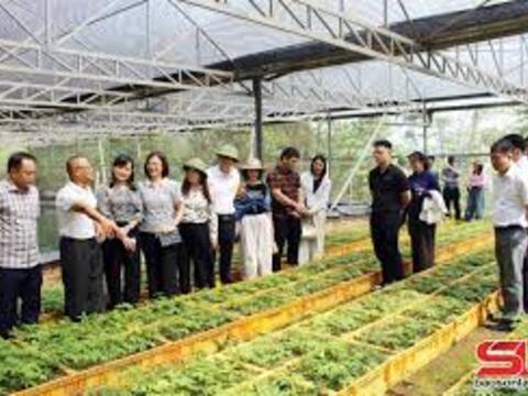 Sâm Ngọc Linh Sơn La: Từ ‘quốc bảo’ đến sinh kế bền vững