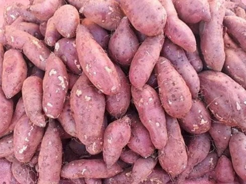 Giá nông sản hôm nay 14/4/2026: Một số mặt hàng có xu hướng tăng nhẹ