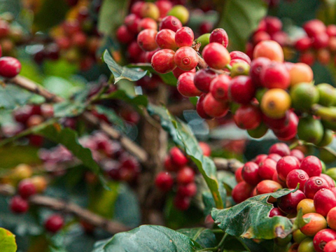 Giá cà phê thế giới tăng mạnh do lo ngại thiếu nguồn cung