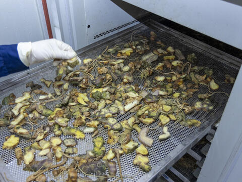 Thị trường dược liệu mở rộng, sâm Lai Châu đứng trước cơ hội bứt phá