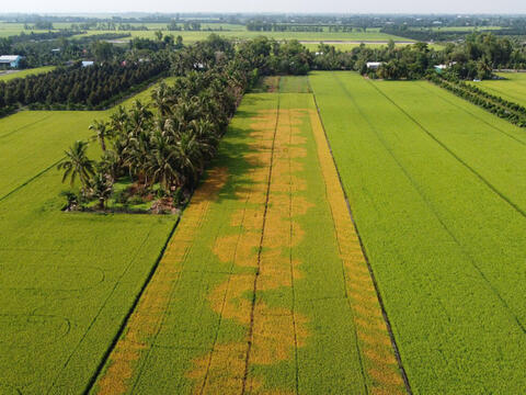Hơn 2,1ha lúa cháy lá bất thường tại Đồng Tháp, nghi hủy hoại tài sản