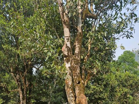 Dưới gốc chè 300 năm tuổi, nghe kể chuyện làm thương hiệu