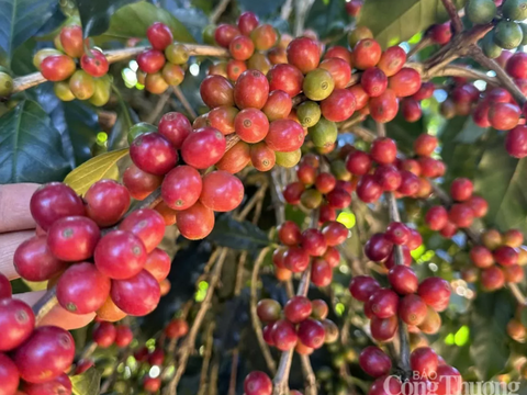 Giá cà phê thế giới tiếp tục giảm