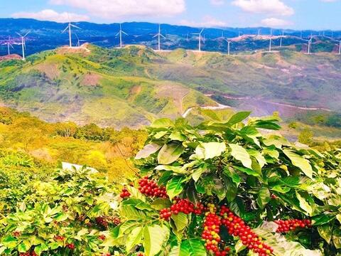 Cà phê Khe Sanh: Bản hành khúc trăm năm