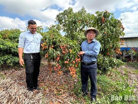 Xã Ea Knốp: Sản lượng vải niên vụ năm 2026 ước đạt khoảng 5.000 tấn