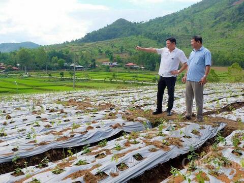 Khuyến công tạo đòn bẩy cho sản phẩm cà gai leo Điện Biên
