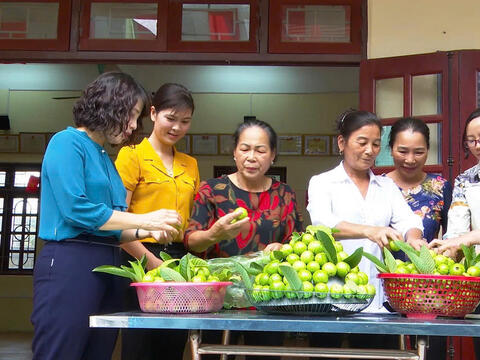 Đất phù sa nở hoa: Khi ổi găng Đông Dư mang lại kinh tế cho người nông dân