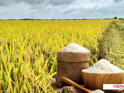 Giá lúa gạo hôm nay ngày 10/7/2026: Gạo Đài Thơm tăng 500 đồng/kg