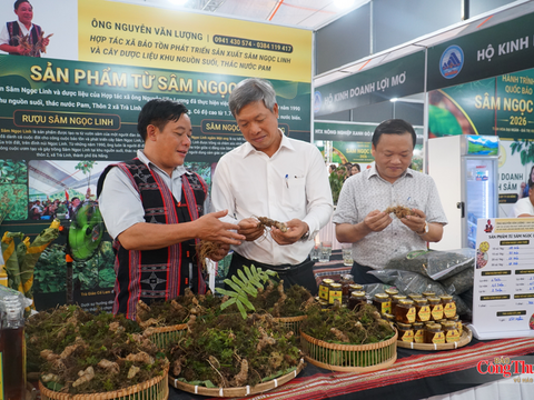 Sâm Ngọc Linh xuống phố: Kênh kết nối tiền tỷ