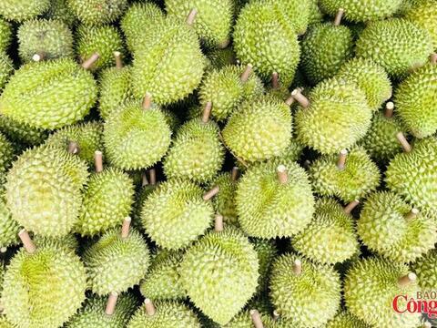Ấn Độ chính thức mở cửa thị trường cho quả sầu riêng tươi của Việt Nam