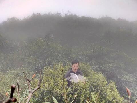 Khám phá đường đá cổ Pavi và rừng chè cổ thụ giữa đại ngàn Sin Suối Hồ