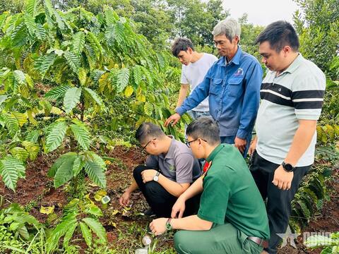 Đoàn Kinh tế - Quốc phòng 726 phối hợp tập huấn kỹ thuật chăm sóc vườn cây cho người lao động