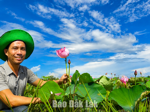 Trồng sen, hướng phát triển kinh tế mới ở vùng biên Ea Bung